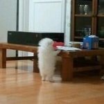[EXO] 울집강아지 나<b>몰래</b> 뭐먹어 계속