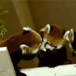 [추억파리여] 아주 난폭한 동물 <b>래서</b>팬더