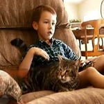 [야옹이] 개에게 공격당한 아이를 구한 고양이