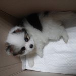 [동물사랑방] 이쁜 파티컬러 포메 윤<b>짱아</b>