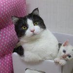 [꿀고양이] 몽실몽실 유청이와 깜찍이 유월이