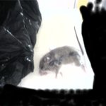 [EXO] 대구시 <b>달서구</b> 두류동 자취방에서 나온쥐