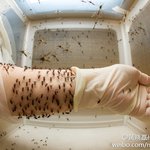 [틴펫스토리] 1억 받고 하는 임상 모기 실험