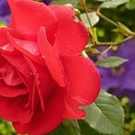 [좋은글] 신천지, 서울대공원 <b>장미</b>축제에 다녀왔어요!