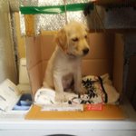 강아지를 잃었어요...도와주세요...