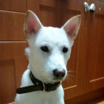 강아지 찾습니다 ~~~~~~~~~~~~~~~