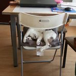 [훛추노미] 떡실신 고양이  (사진 수정했어요 ㅠ ㅠ)