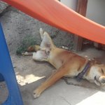 밥<b>심이</b>는언제부터이렇게이쁫나3