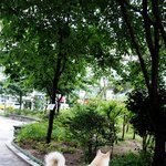 [허스키심바] 심바의 산책일기 -산책은 매일 나가도 즐겁죠-