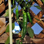 [<b>식물</b>] <b>식물</b> 키우는 분들도 계신가요?