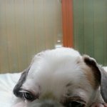 우리집 애견 두마리... 말티즈가 <b>시추</b>를 계속 못살게 하네요...
