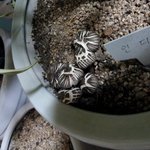 [조언부탁] 집에서 갑자기자라나는<b>버섯</b>