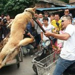 [추억파리여] <b>대륙</b>의 흔한 개 판매 방법