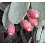 [라틴박우물] 선인장열매? 남미여행중이라면 <b>시식</b>해보세요