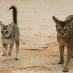 [아배붑] 자취남과 고양이들의 1년 반ㅋㅋ