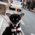 이 강아지 <b>품종</b>이 뭐에요??