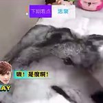 [시우민] 시우민 <b>만두</b>넷 생일서포트 이불 인증