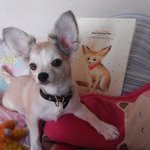 <b>사막</b>여우닮은 비비에요