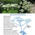 [콜로라도] 세상에서 가장 위험한 악마의 꽃