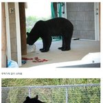 [추억파리여] 천<b>조국</b>의 곰 구조