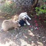 <b>똥파리</b> 쫒는 방법없을까요?