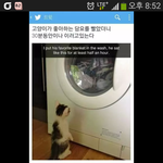 [틴펫스토리] 고양이 이불을 빨면 안되는 이유