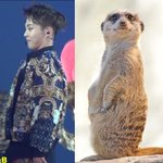 [시우민] 최근 시우민  <b>미어캣</b> 짤 'ㅅ'