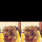 귀여운강아지<b>푸들</b>