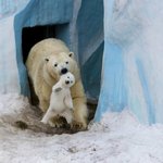 [추억파리여] <b>동물</b>들의 새끼