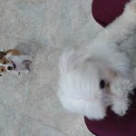막둥이 사진 또 올려요~ㅎ