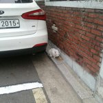 [구조입양] 양천구 목2동 터키쉬 앙고라 단모종 구조후 입양하실...