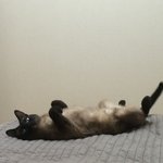 [<b>네</b>후탱] 우리<b>집</b> 삼남매 냐옹이
