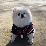 [댓글부탁] 귀염둥이<b>토리</b>예요^^