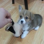 울집 웰시코기 낑깡 <b>봉봉</b>