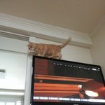 세면대에서 <b>더위</b>식히는 고양이 찹쌀이(9)