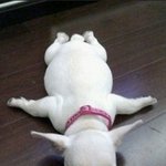 특이하게 자는 <b>동물</b>들