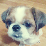 [도와주세요] 저희 "<b>우니</b>" 를  꼭 찾아주세요!!!