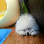 백수녀자와 아기깡아지 포도의 일상 3탄(추가)