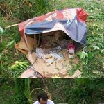 [추억파리여] 죽어가던 유기견 키우기