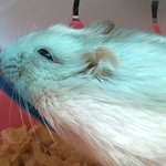 귀여운 햄토리,.. '흰<b>돌이</b>'를 소개합니다.  :)