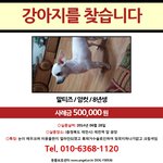 <b>충북</b>제천시 저희 살구를찾아주세요