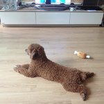 도와주세요!!!!!<b>임</b><b>보</b>또는 입양처 절실!!!!