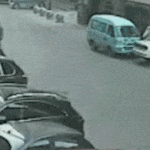 [틴펫스토리] 대륙의 <b>소매</b>치기 잡는법 ㅎㄷㄷ.gif