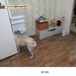 [소<b>오름</b>] 똑똑한 강아지 천재견 호야