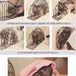 [콜로라도] 고양이를 쉽게 목욕시킬 수 있는 발명품
