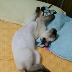 [꼬미<b>맘</b>] 꼬미왔써요~~