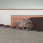 시흥시 <b>정왕동</b>쪽에서 고양이 잃어버린 분 안계신가요~