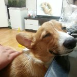 귀가 매력인 깡이~봉이~
