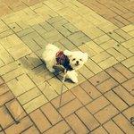 [진심개빡침] 슬개골탈구3기!!!!ㅜㅜ