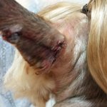 개념없는 동물병원 원장의 태도 , 너무 화가 납니다,